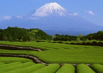 Yen Under Pressure as Japan Heads Toward Pivotal Vote