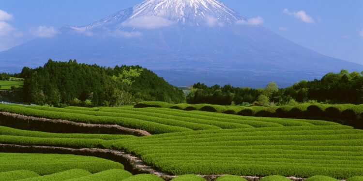 Yen Under Pressure as Japan Heads Toward Pivotal Vote