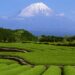 Yen Under Pressure as Japan Heads Toward Pivotal Vote